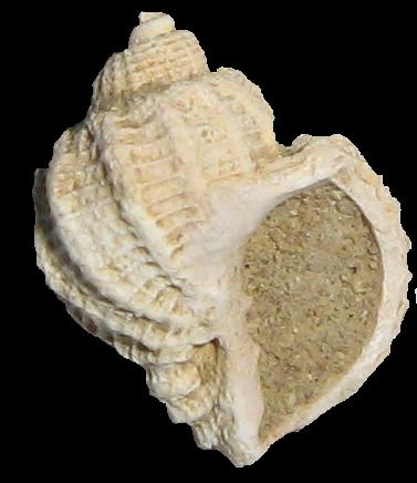 Trigonostoma cassideum (Brocchi, 1814) -Pliocene-Toscana